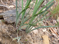 Lomandra multiflora dura