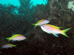 Mirolabrichthys evansi