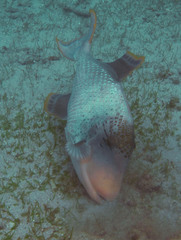 Pseudobalistes flavimarginatus