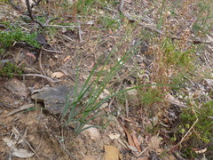 Lomandra multiflora dura
