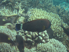 Pseudodax moluccanus