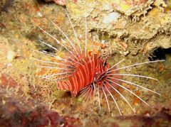 Pterois antennata