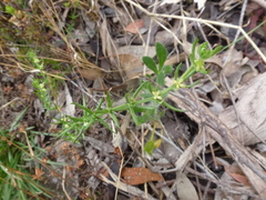 Galium gaudichaudii