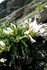 Oxytropis fetida