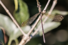 Lestes virgatus