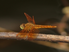 Brachythemis contaminata