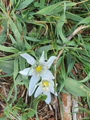 Ornithogalum lanceolatum