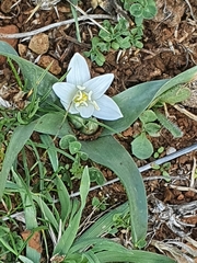 Ornithogalum lanceolatum