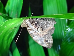 Opsiphanes invirae