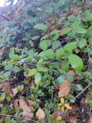 Rubus ulmifolius