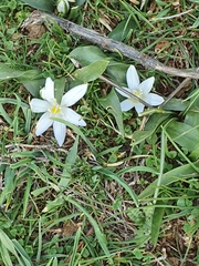 Ornithogalum lanceolatum