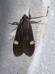 Aclytia
