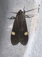 Aclytia