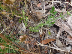 Galium gaudichaudii