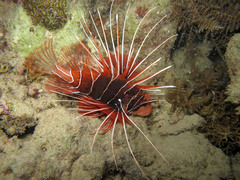 Pterois radiata