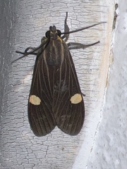 Aclytia