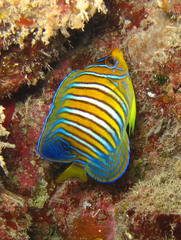 Pygoplites diacanthus