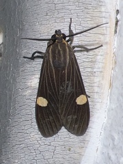 Aclytia
