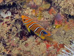 Pygoplites diacanthus