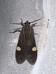 Aclytia