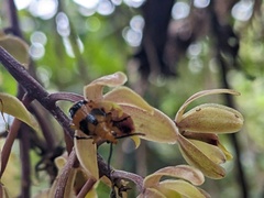 Stethopachys formosa