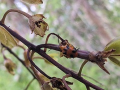 Stethopachys formosa