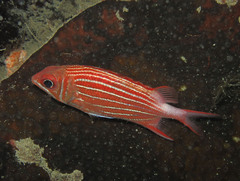 Sargocentron diadema