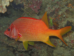 Sargocentron spiniferum