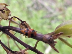 Stethopachys formosa