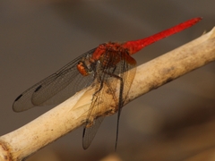 Orthetrum testaceum