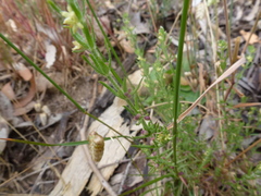 Galium gaudichaudii