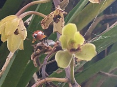 Stethopachys formosa