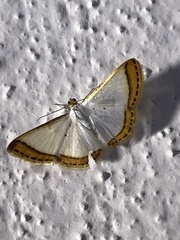 Leuciris