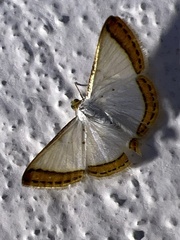 Leuciris