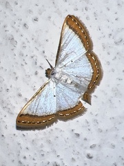 Leuciris