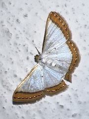 Leuciris