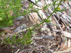 Galium gaudichaudii