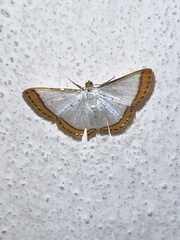 Leuciris
