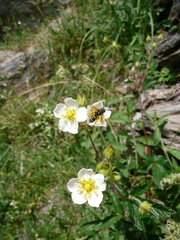 Drymocallis rupestris