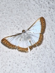 Leuciris