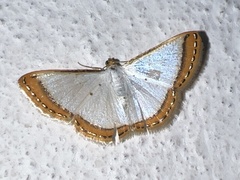 Leuciris