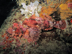 Scorpaenopsis oxycephalus