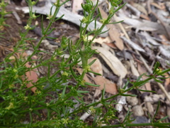 Galium gaudichaudii