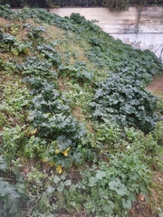 Acanthus mollis