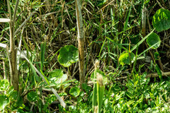 Hydrocotyle bonariensis