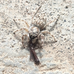 Menemerus semilimbatus