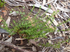 Galium gaudichaudii