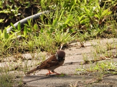 Passer montanus malaccensis