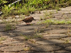 Passer montanus malaccensis