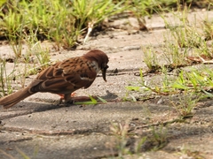 Passer montanus malaccensis